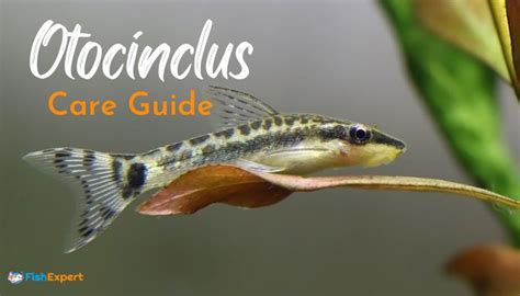ottos fish|Full Otocinclus Care Guide for Beginners .